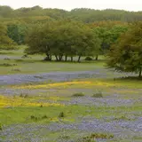 A field of bluebonnets across the Texas Hill Country ranchland