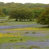 A field of bluebonnets across the Texas Hill Country ranchland