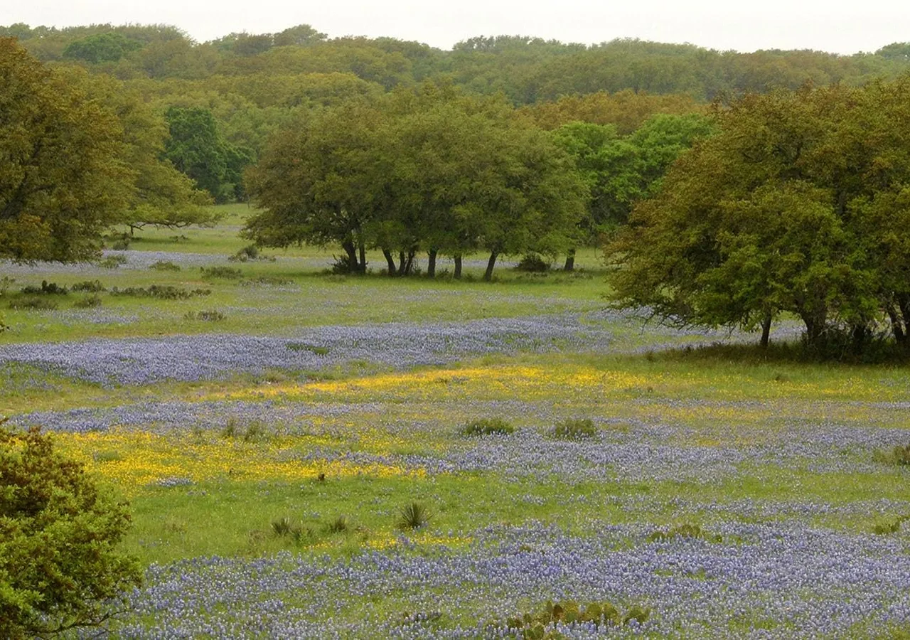 A field of bluebonnets across the Texas Hill Country ranchland