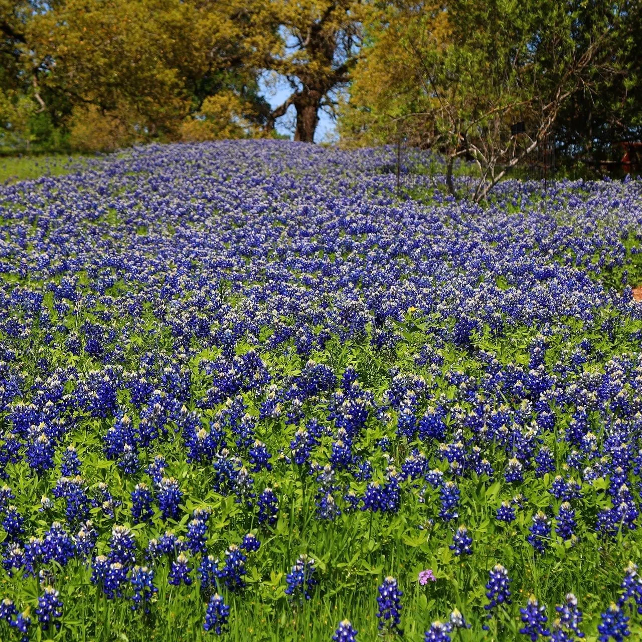 Bluebonnets