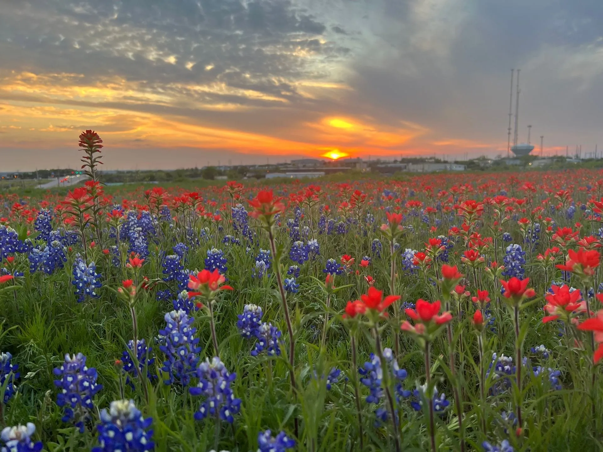 Best Wildflower Hikes in the Texas Hill Country