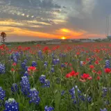 Sunset over a field of bluebonnets along a Hill Country scenic drive