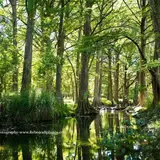 The cypress-lined banks of Cypress Creek, which flows near Jacob's Well