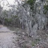 Spanish moss-covered trees shading the Turkey Sink Trail at Guadalupe River State Park