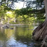 Bald cypress trees lining the banks of the Guadalupe River in Guadalupe River State Park