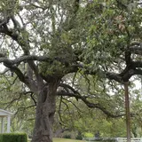 A sprawling live oak tree at the LBJ Ranch near Johnson City, Texas