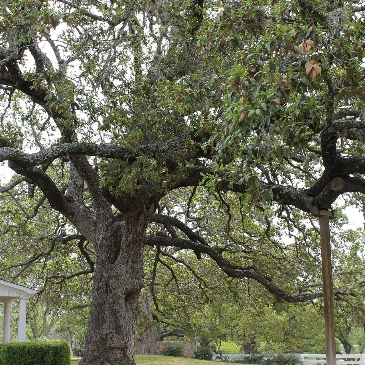 A sprawling live oak tree at the LBJ Ranch near Johnson City, Texas