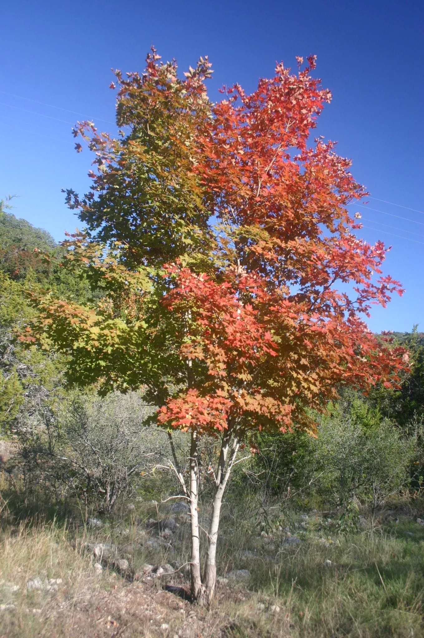 Lost Maples Hiking and Fall Color Guide