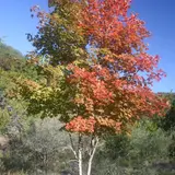 Bigtooth maple trees displaying vibrant fall foliage colors at Lost Maples State Natural Area, Texas