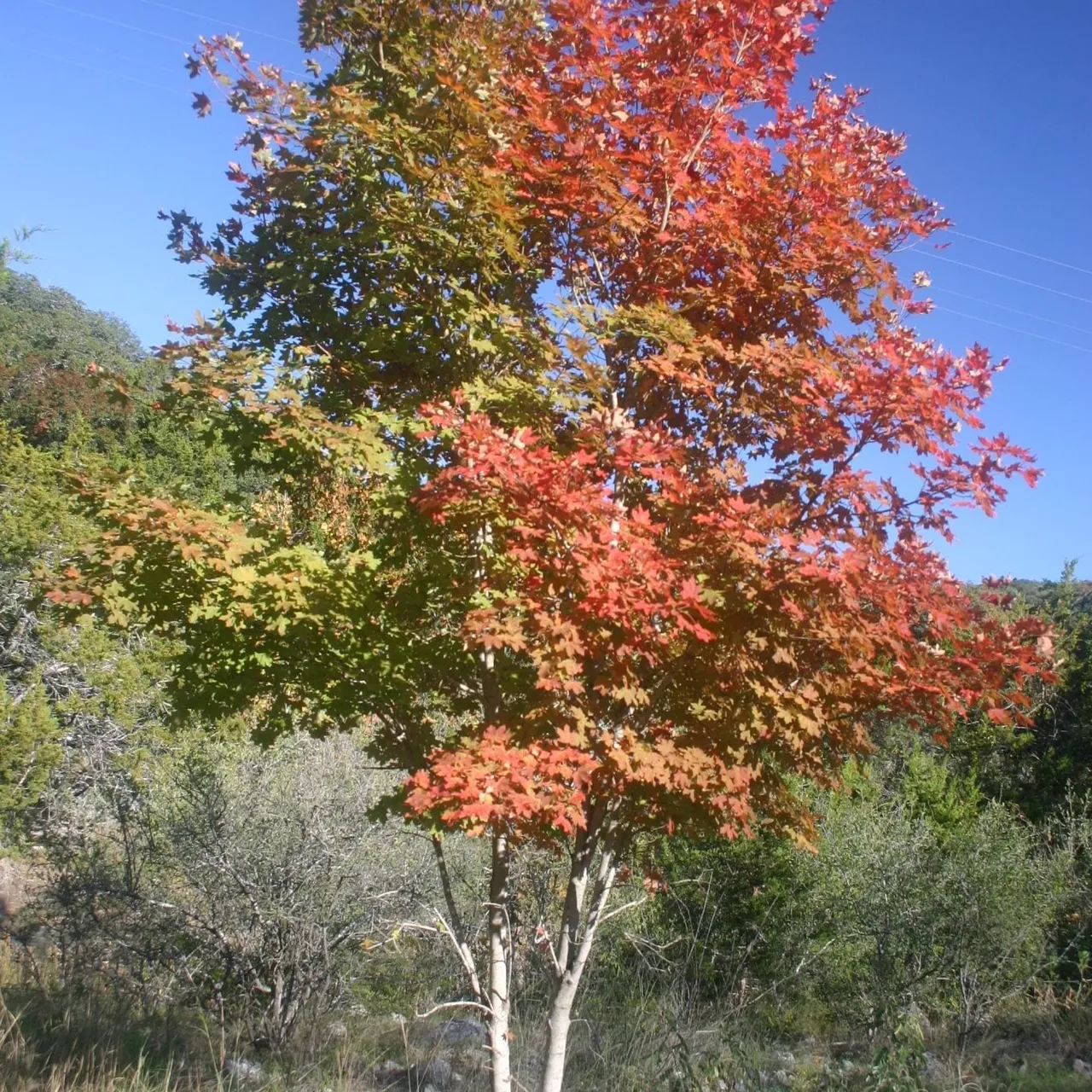Bigtooth maple trees displaying vibrant fall foliage colors at Lost Maples State Natural Area, Texas