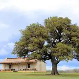 A big and lonely standing green tree near an old house which was part of Fort Martin Scott in Texas; today a museum.
