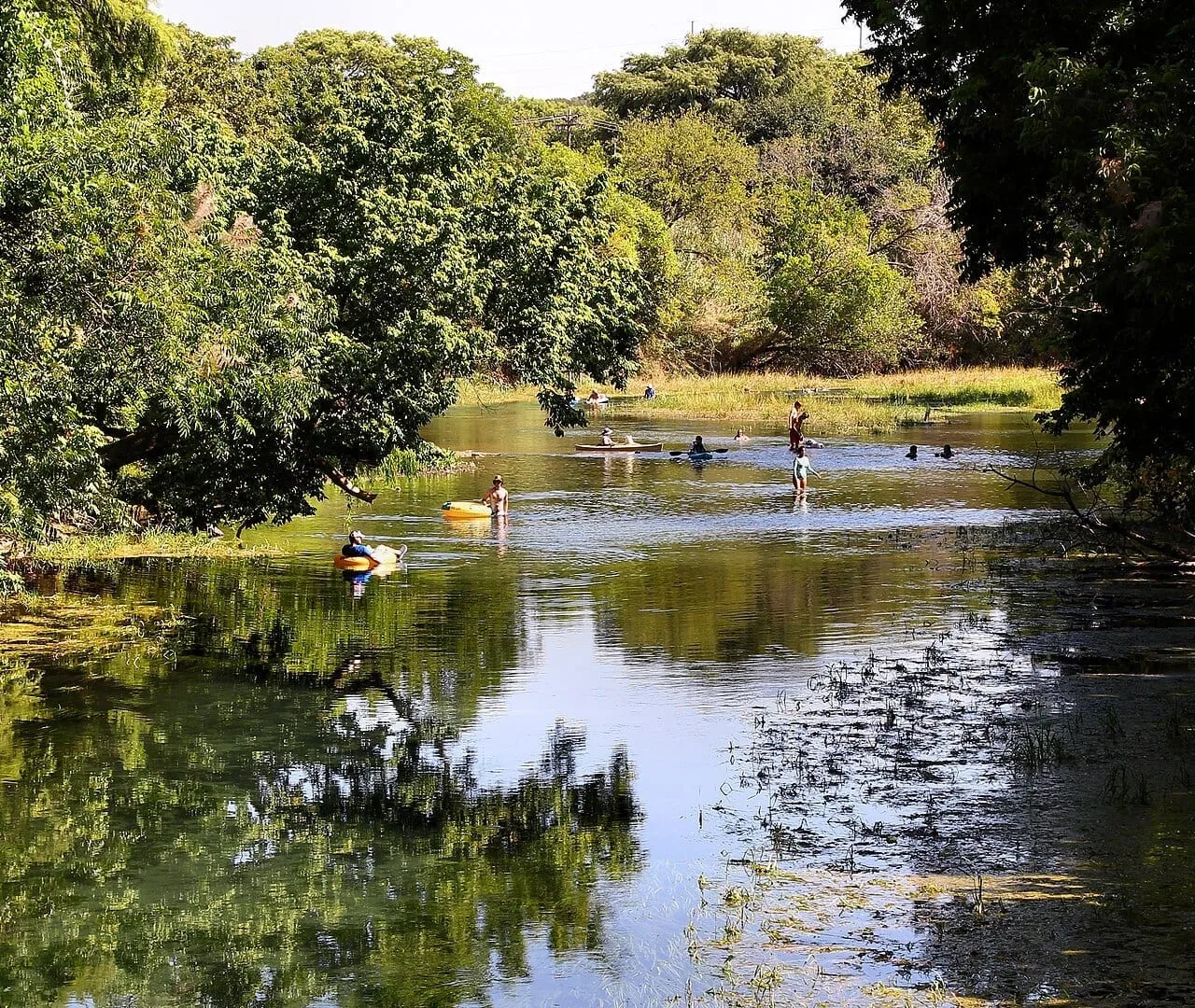 The spring-fed San Marcos River flowing through San Marcos, Texas