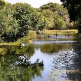 The spring-fed San Marcos River flowing through San Marcos, Texas