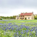 Bluebonnet Season Guide: When and Where to Go in the Texas Hill Country