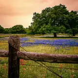 Willow City Loop Guide: The Spring Drive, the Private-Land Reality, and When to Choose Peach Loop Instead