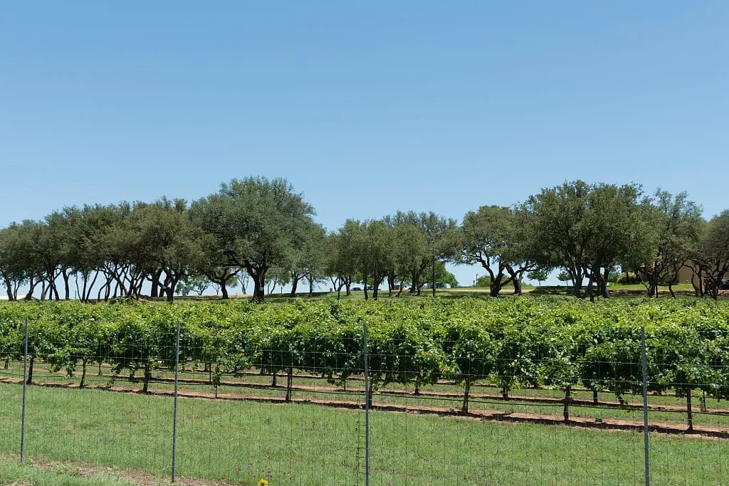A Texas Hill Country vineyard at Mendelbaum Cellars Winery in Gillespie County near Fredericksburg