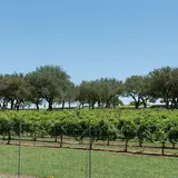 A Texas Hill Country vineyard at Mendelbaum Cellars Winery in Gillespie County near Fredericksburg